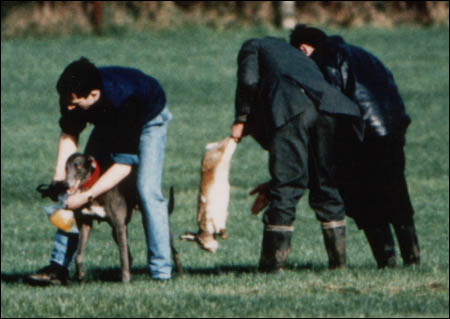 A dead coursing hare is removed after greyhounds have mauled it to death