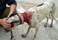 NO!  To CHINA Greyhound Exports