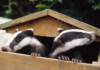 HELP THE BADGERS