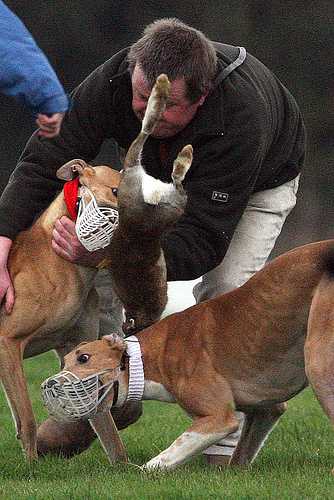 Hare coursing: Banned in Panama as of this month but a legal "sport" in Ireland backed by the Fine Gael party
