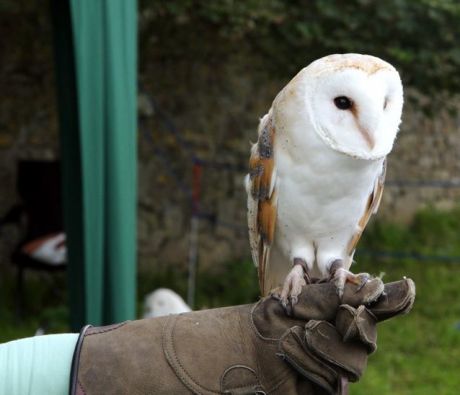bart_the_barn_owl.jpg