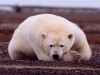 1214_polar.jpg 1214_polar.jpg