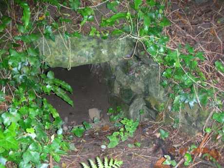 Structure in Lismullin Woods