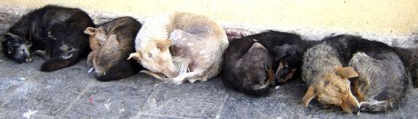 street dogs need help to survive