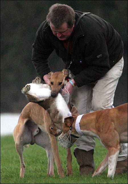 What "authorised" photography doesn't show at coursing events...