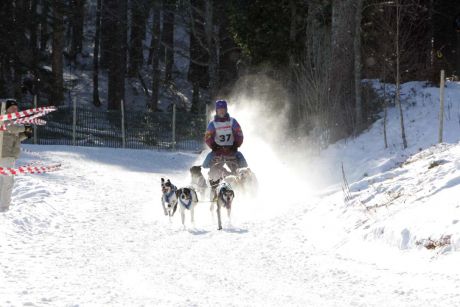 Dogs as beasts of burden.