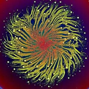 eshel_ben_jacob_bacteria_vortices_300pixels.jpg
