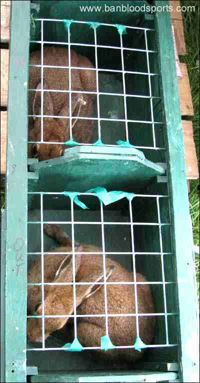 Captured hares prior to coursing...