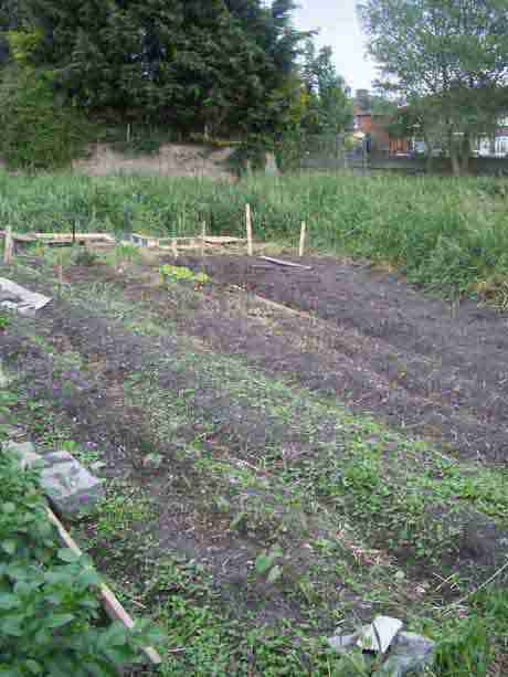 rows of food growing