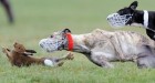 A flees in terror an Irish coursing event