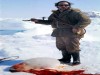 Seal killings- due to mans ggreed.
