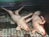 unnecessary- dead pigs not humane food
