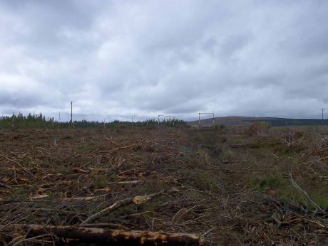 Shell's forestry site