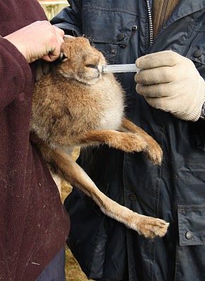 A captured hare being "treated" before it is used as live bait...