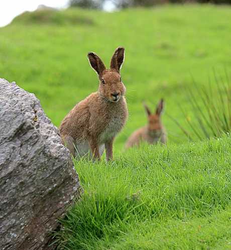 Hares: Coursing clubs still allowed to use them as live bait