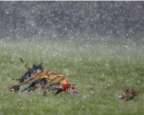 Hares can be coursed in the worst weather conditions...